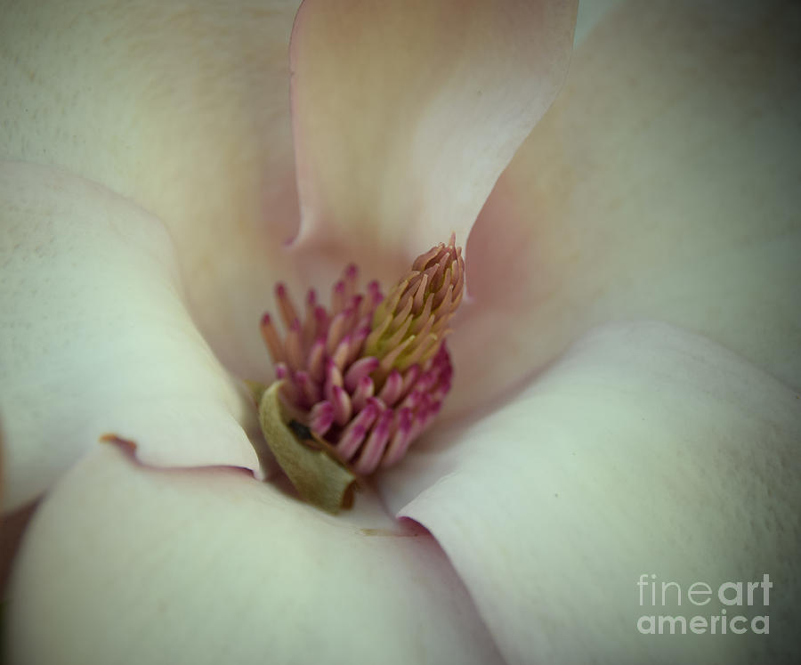 Magnolia Movie Photograph - Magnolia by Ludmilla Resch