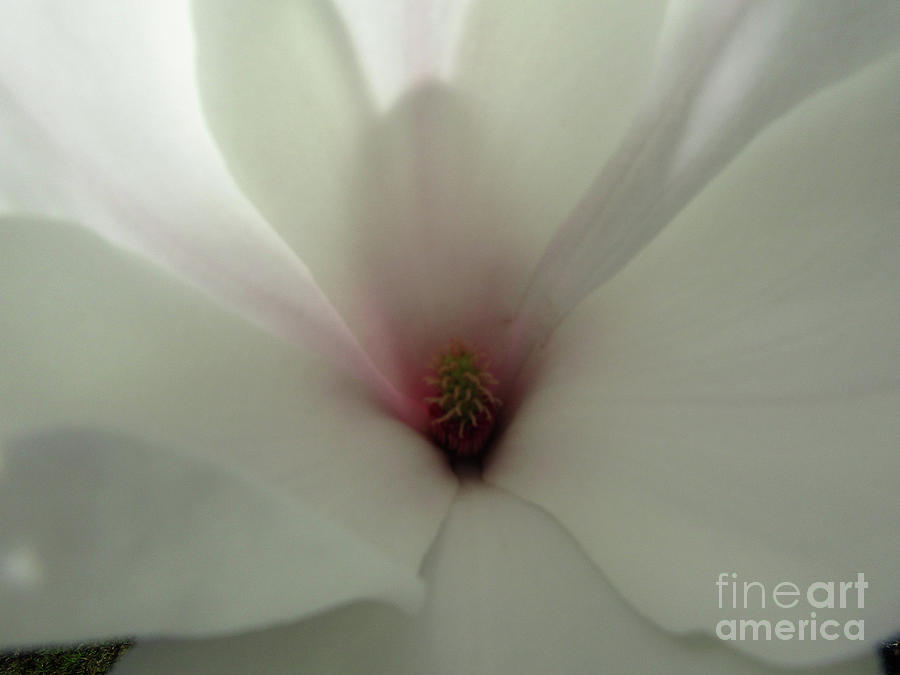 Magnolia Macro Photograph by Kim Tran