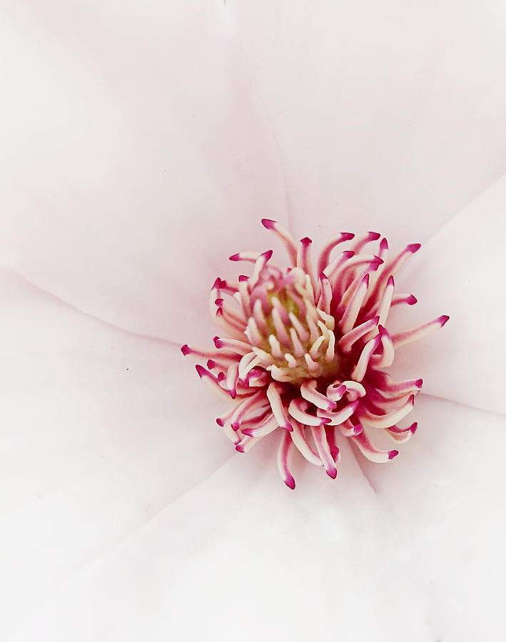 Magnolia Macro Photograph by Lori Lafargue