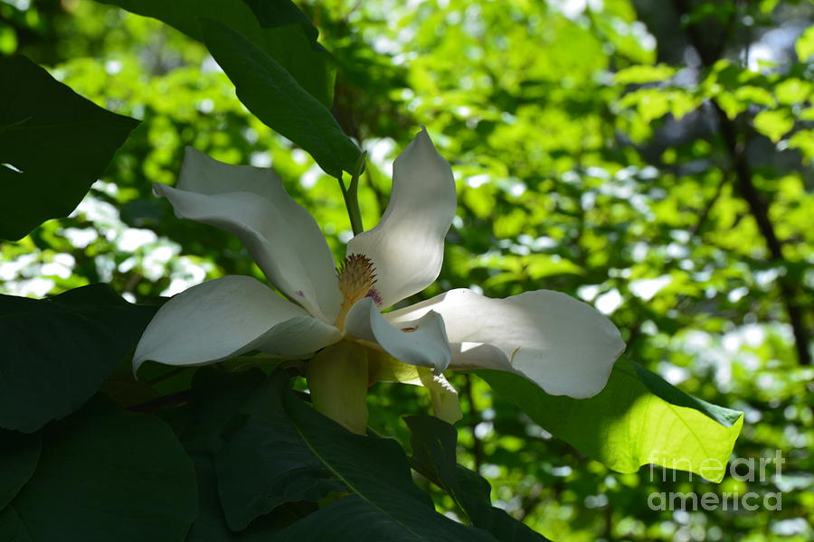 Magnolia macrophylla  Photograph by Maria Urso