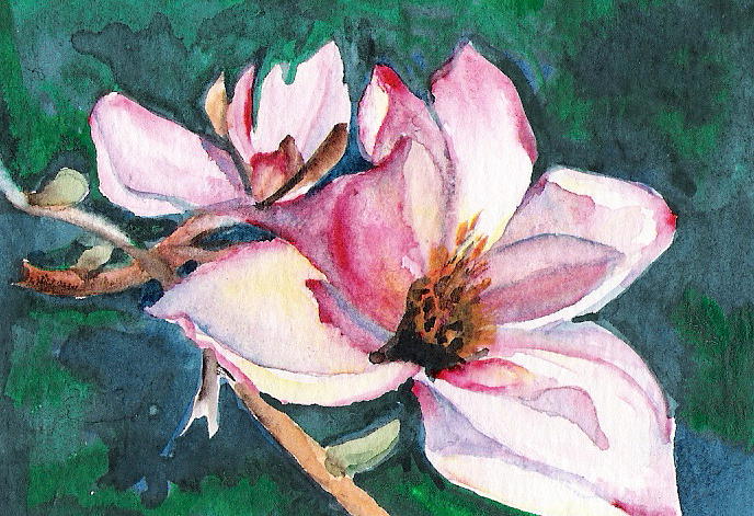 Magnolia Painting by Marsha Woods