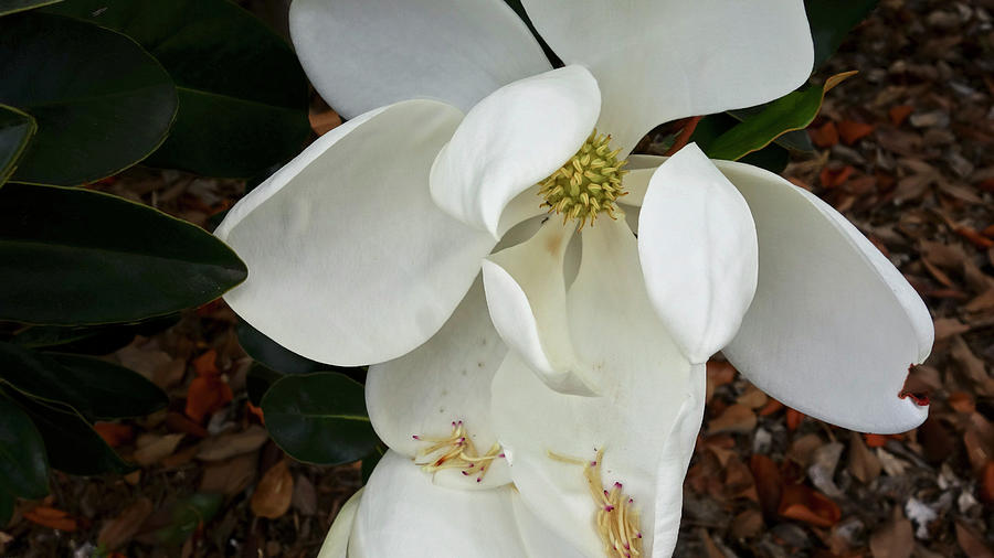 Magnolia by Matthew Bamberg Magnolia by Matthew Bamberg