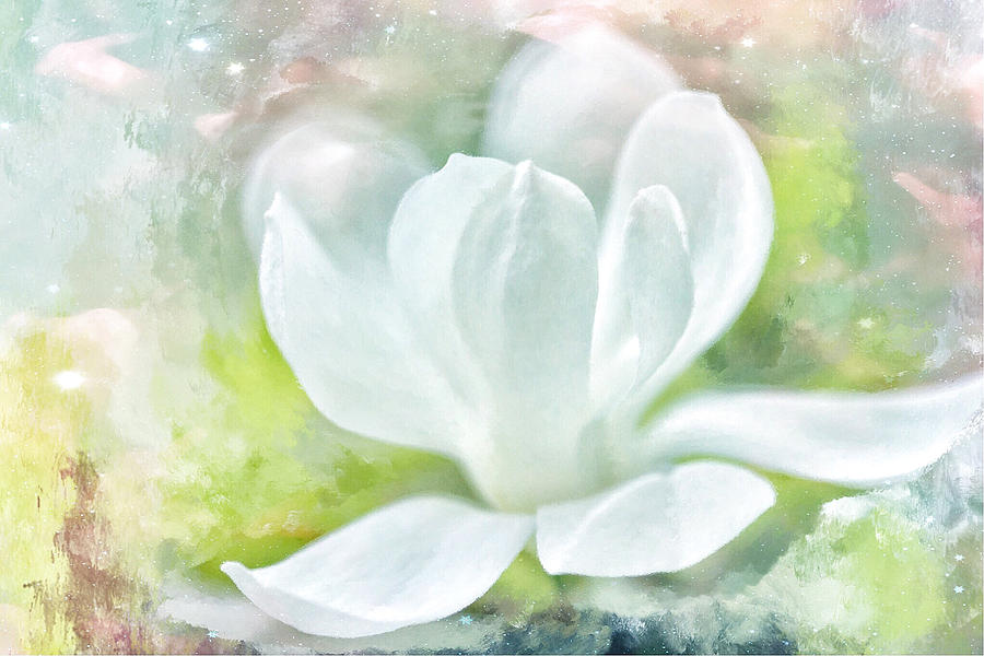 Magnolia Meditation  Photograph by Connie Handscomb