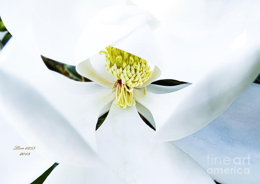 Magnolia Photograph by Melissa Messick