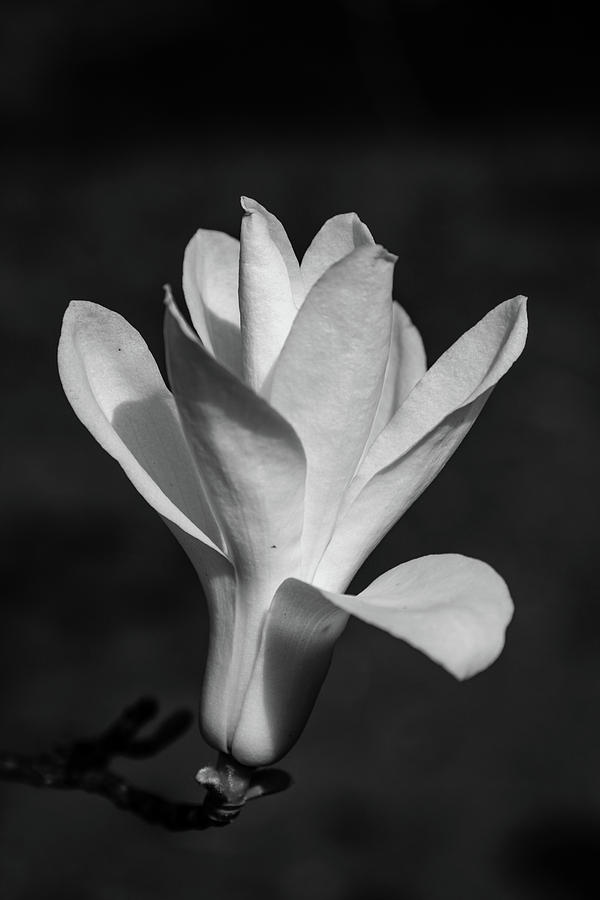 Magnolia, Monochrome Photograph by Aashish Vaidya