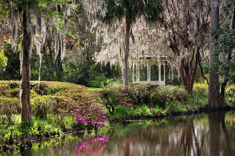 Magnolia Morning Photograph by Lee Ann Patterson - Fine Art America