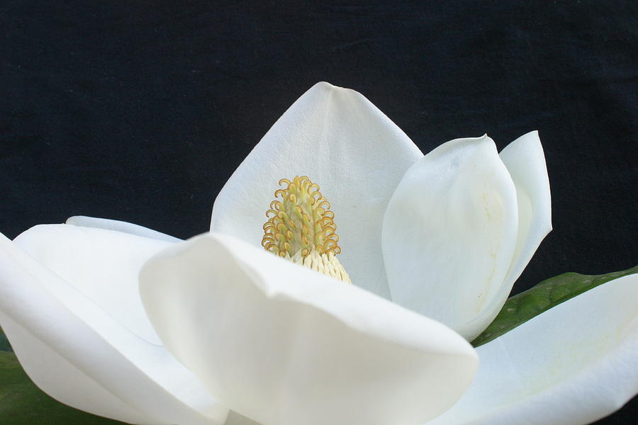 Magnolia Photograph by Nancy Ingersoll