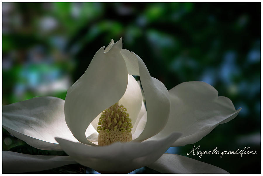 Magnolia Movie Photograph - Magnolia No. 4 by Kimber Lee