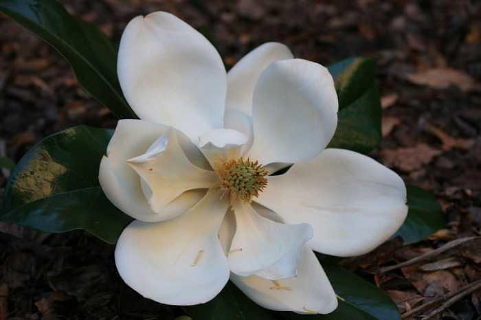 Floral Photograph - Magnolia by Ofelia Arreola Floral Photograph - Magnolia by Ofelia Arreola