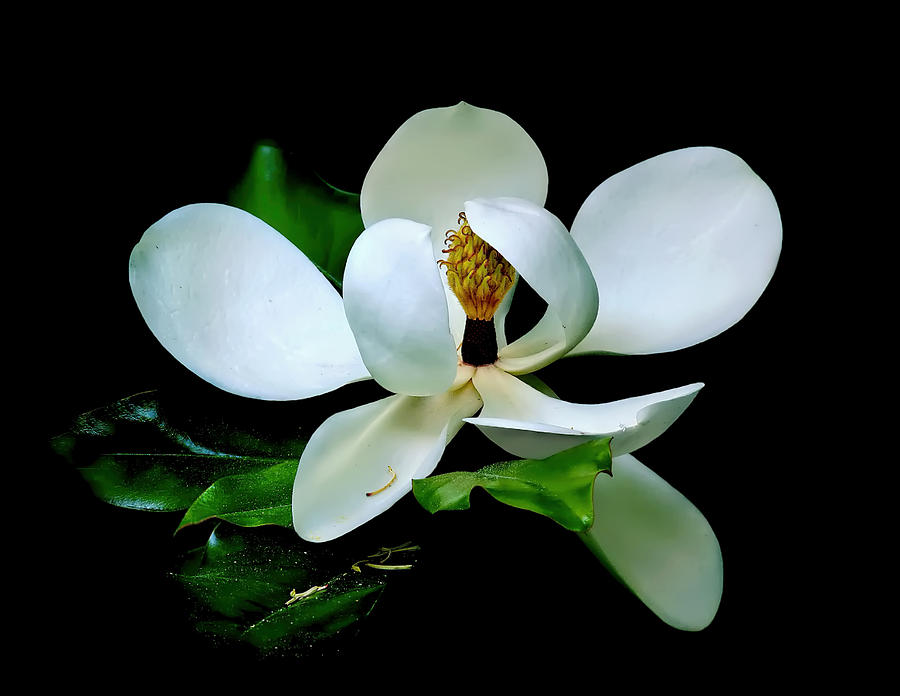 Magnolia on Black Background Photograph by Carolyn Derstine