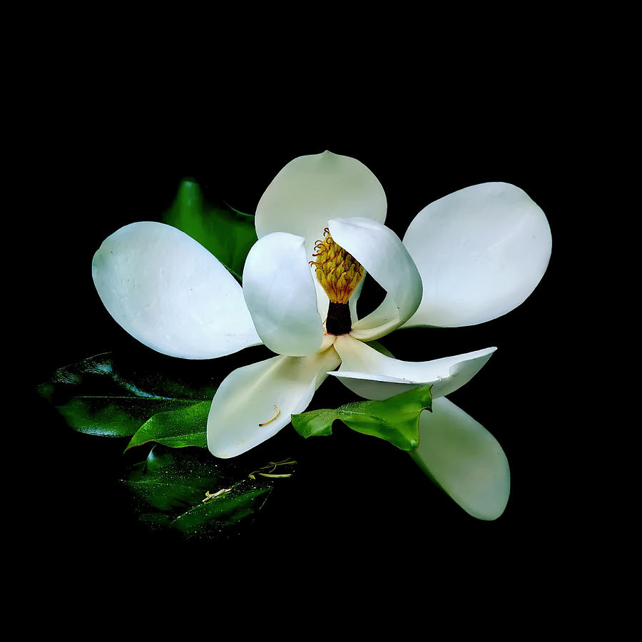 Magnolia on Black Square Photograph by Carolyn Derstine