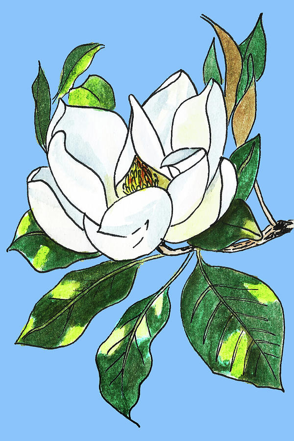 Magnolia on Blue Drawing by Masha Batkova