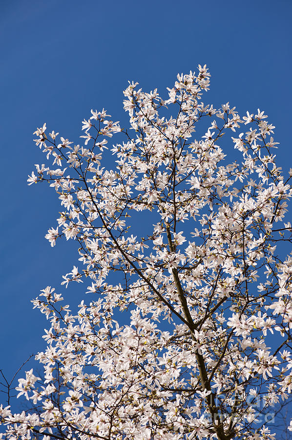 Magnolia on the blue sky Photograph by Arletta Cwalina