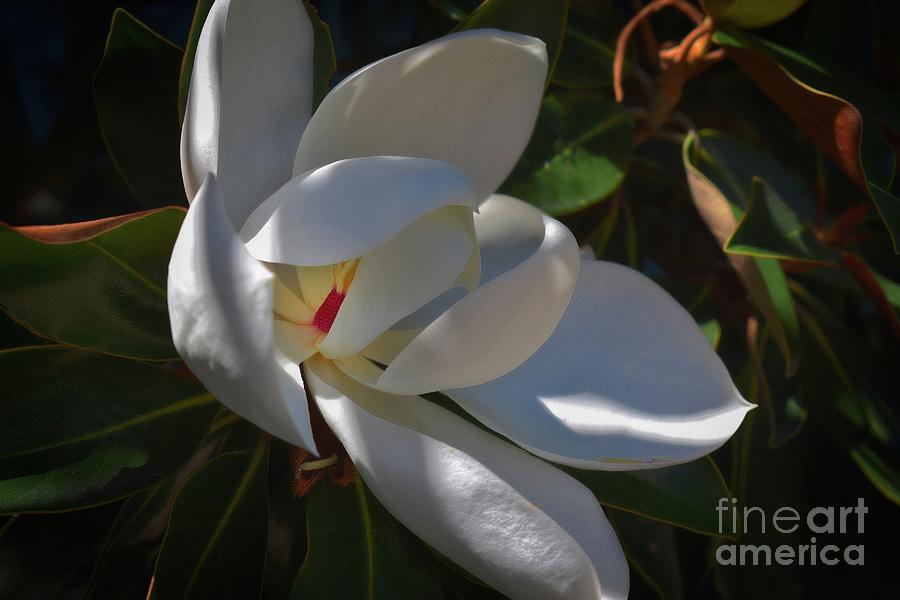 Magnolia One Photograph by Skip Willits