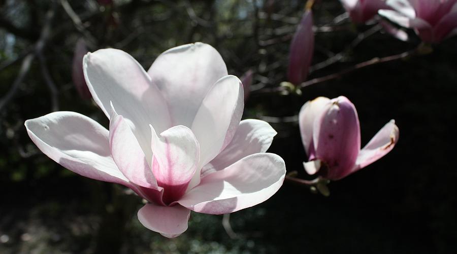 Magnolia Photograph by Pat Purdy