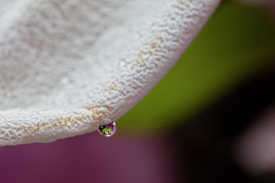 Magnolia Petal and Raindrop Photograph by Robert Ullmann