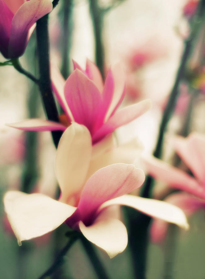 Magnolia Petals Photograph by Jessica Jenney