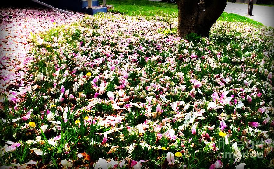 Magnolia Petals on the Lawn Photograph by Frank J Casella