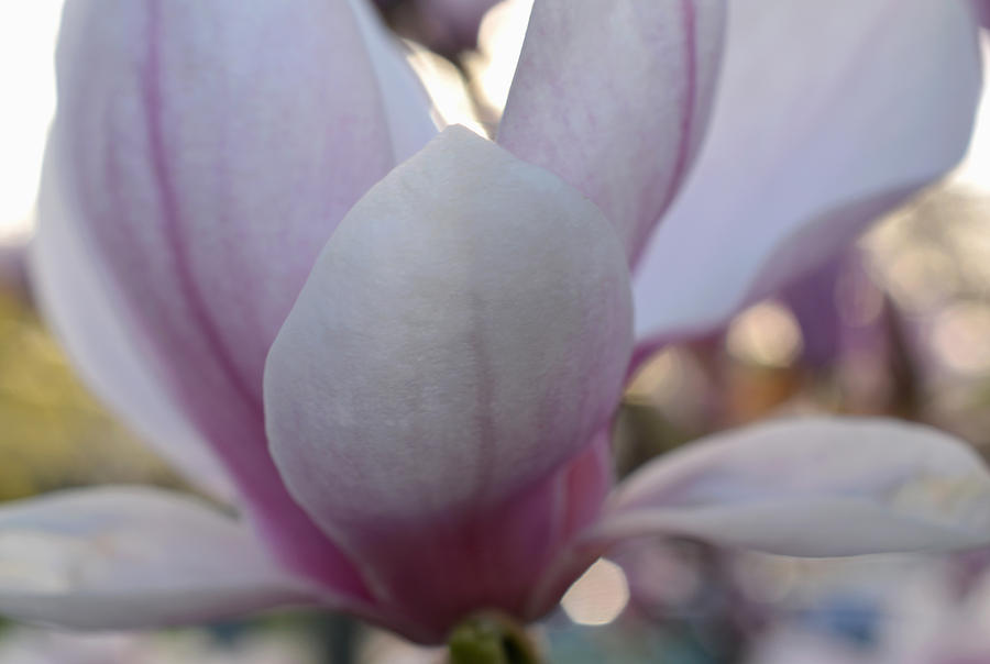 Magnolia Petals Photograph by Richard Andrews
