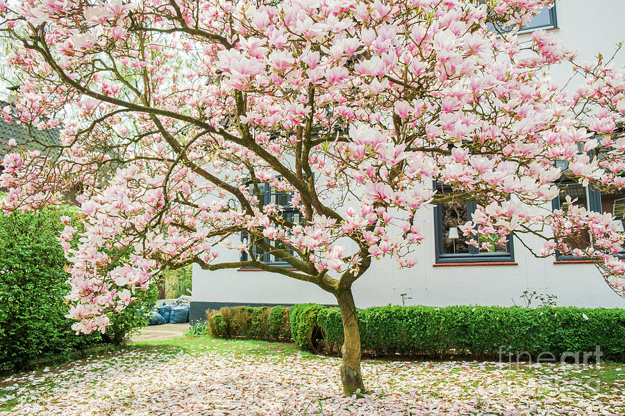 Magnolia pink splendor Photograph by Marina Usmanskaya