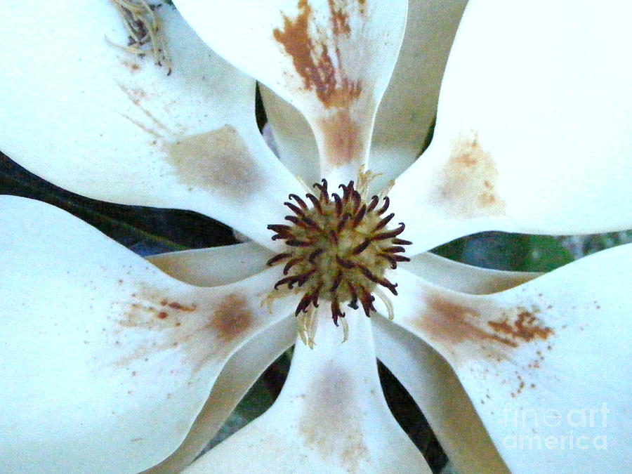 Magnolia Pinwheel Photograph by Nancy Kane Chapman