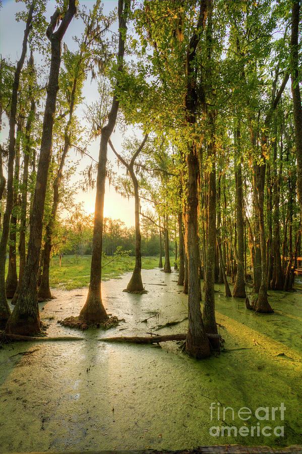 Magnolia Plantation Cypress Swamp Photograph by Dustin K Ryan