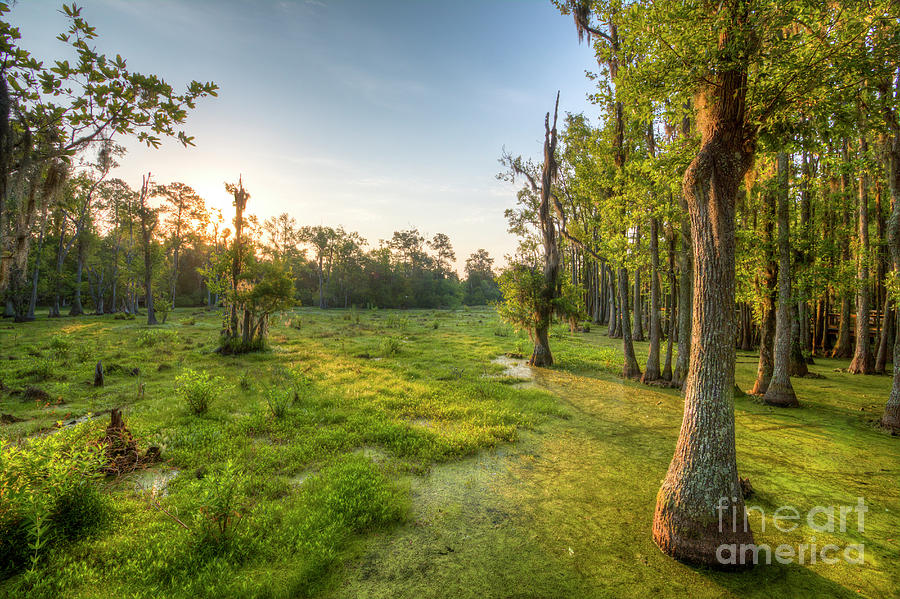 Magnolia Plantation Cypress Swamp Sunrise Photograph by Dustin K Ryan
