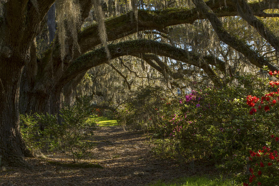 Magnolia Plantation Photograph by Jeff Shumaker