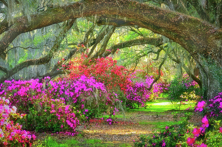 Nature Photograph - Magnolia Plantation by Joe Benton