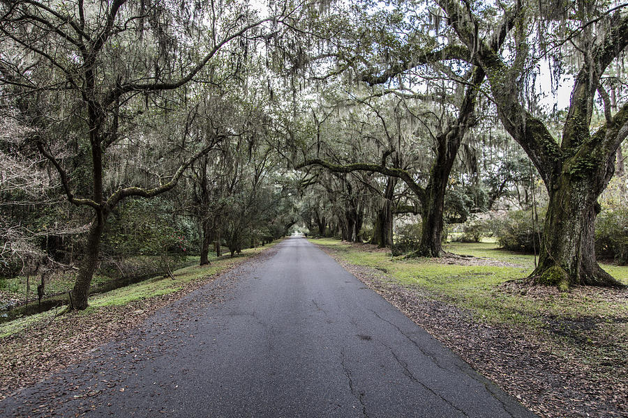 Magnolia Plantation road Photograph by John McGraw