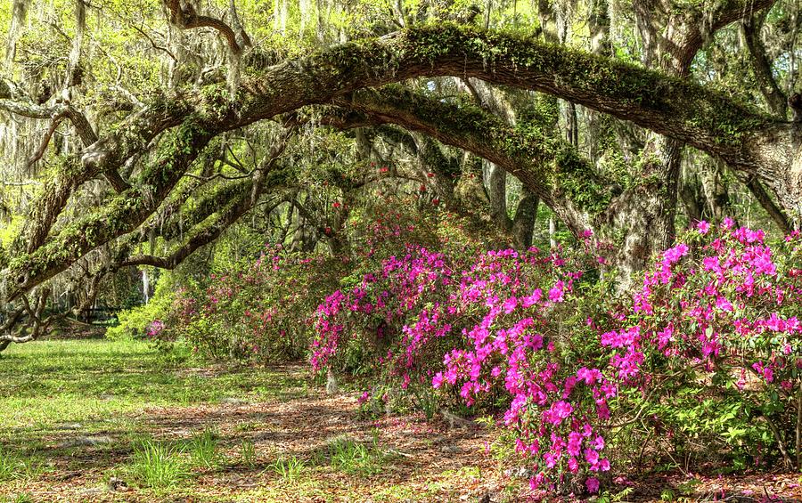 Magnolia Plantation's Live Oaks And Azaleas Photograph by Carol Montoya ...