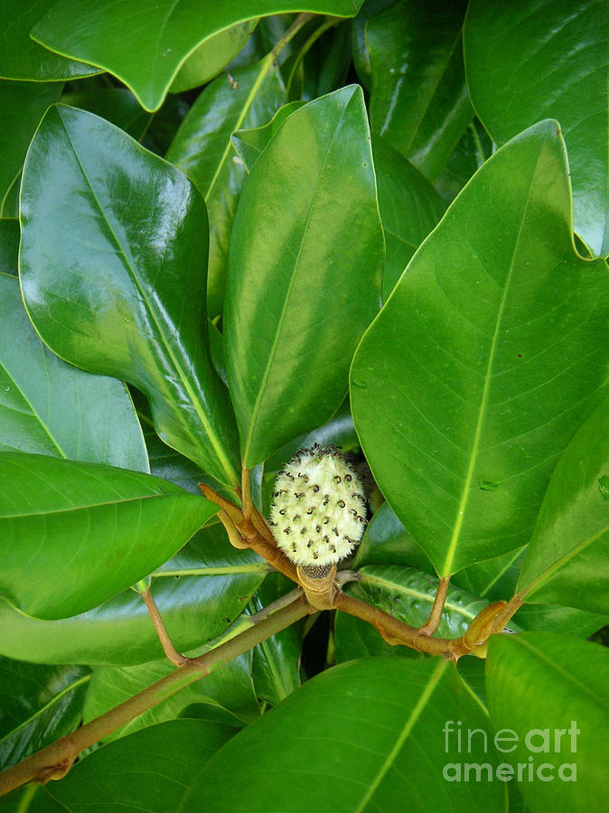 Magnolia Pod Photograph by Lucyna A M Green