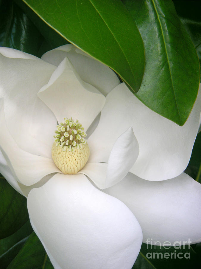 Magnolia Protected Photograph by Lucyna A M Green