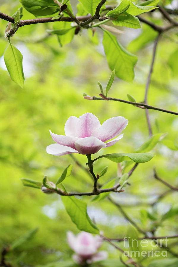 Magnolia Purple Platter Flower Photograph by Tim Gainey