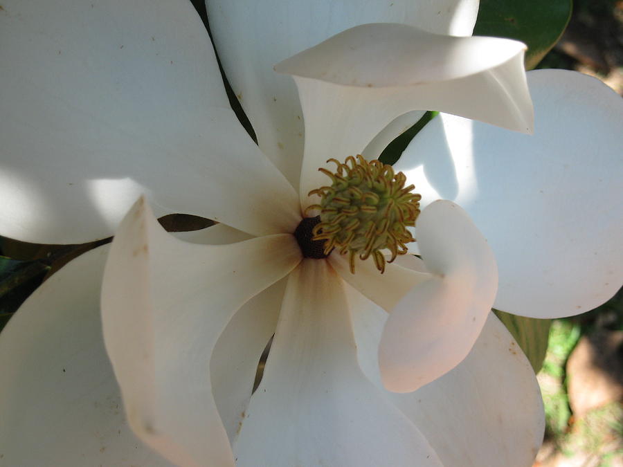 Magnolia Revealed Photograph by Ron Monsour