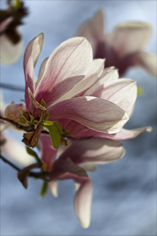 Magnolia Photograph by Robert Ullmann