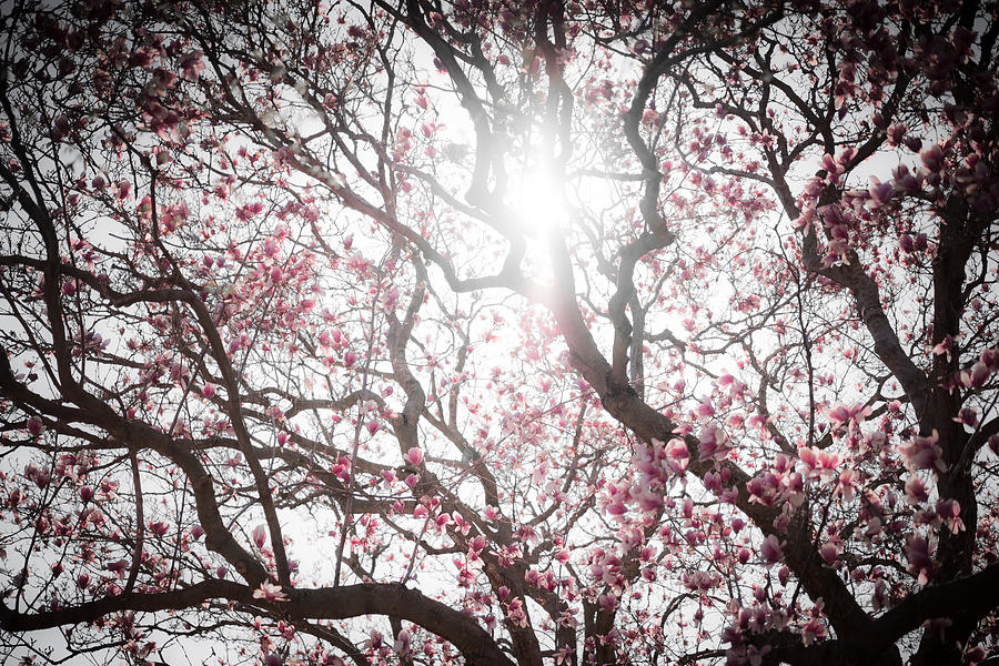 Magnolia Photograph by Scott Rackers
