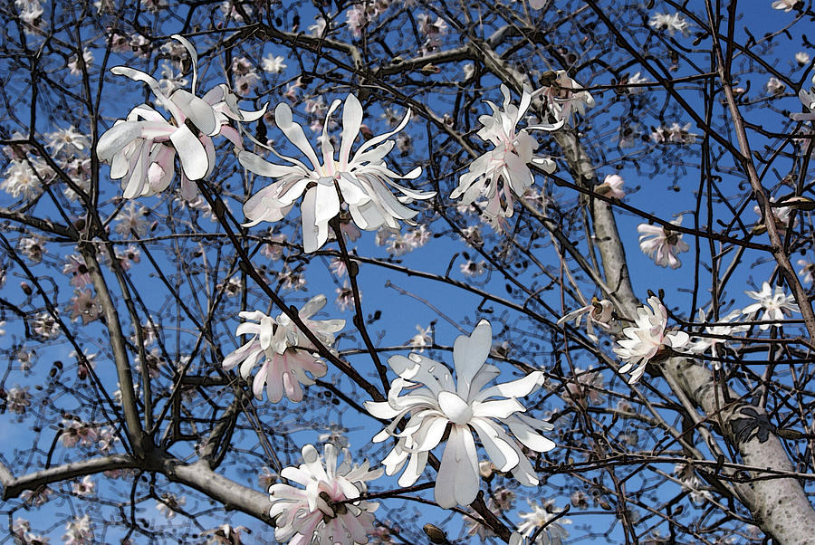 Magnolia Season Photograph by Margie Avellino