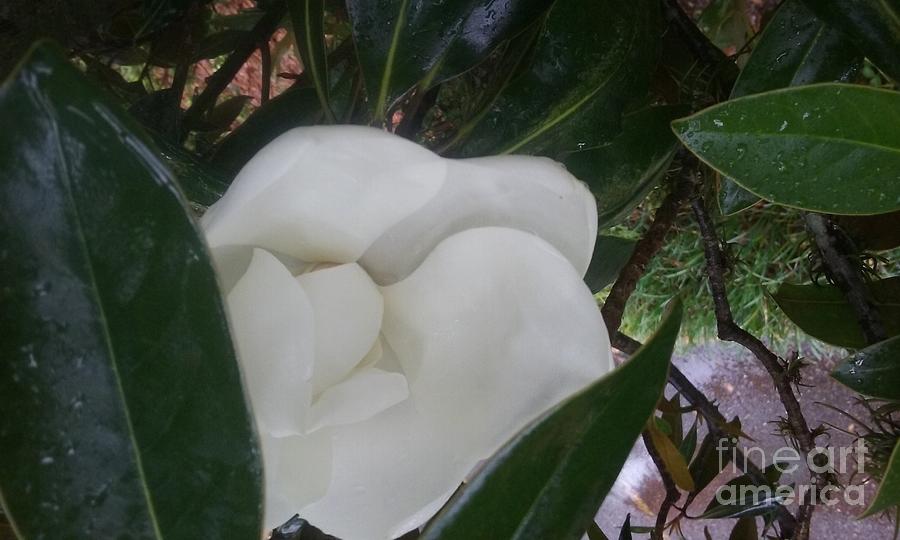 Magnolia Photograph by Seaux-N-Seau Soileau