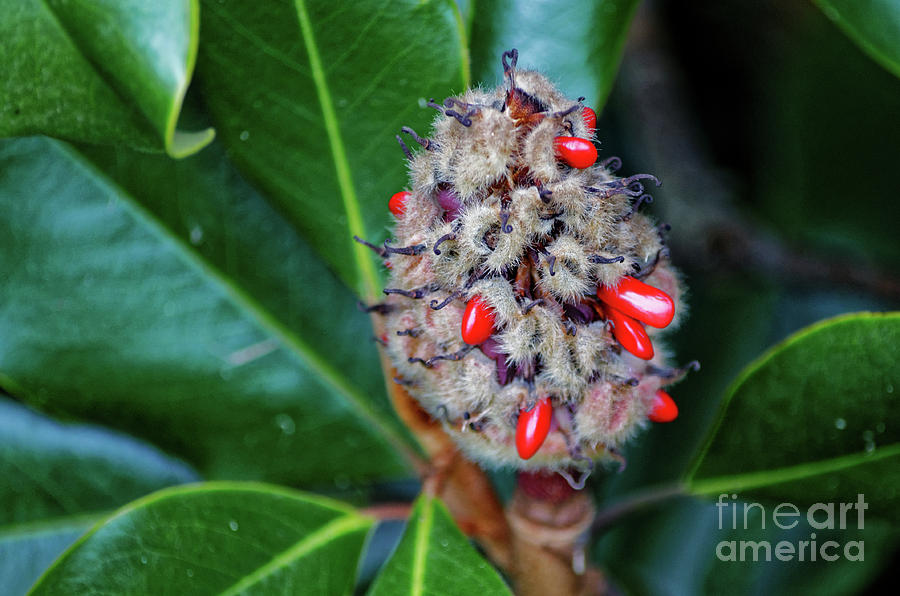 Magnolia Seed Photograph by Paul Mashburn
