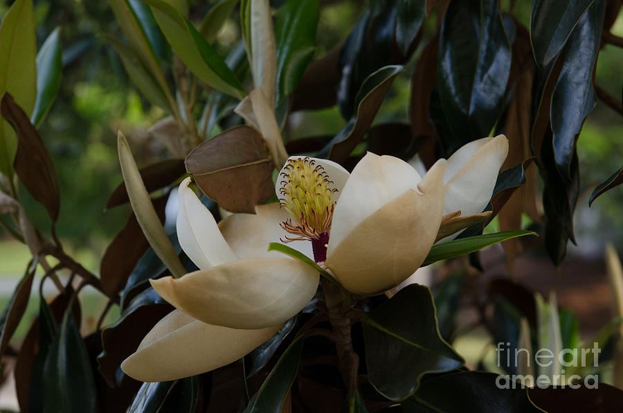 Magnolia Seeds Photograph