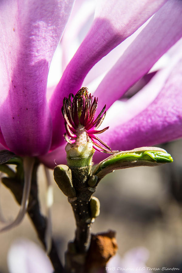 Magnolia Seeds Photograph by Teresa Blanton