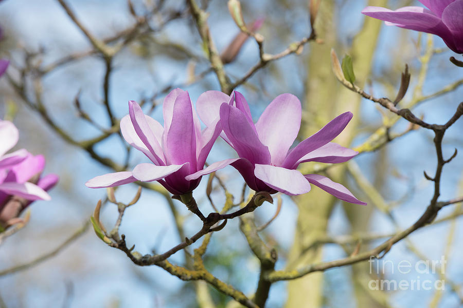 Magnolia Serene flowers Photograph by Tim Gainey