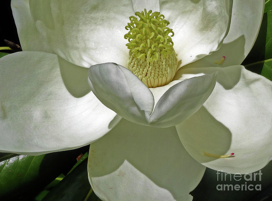 Magnolia Series 1 Photograph by Eunice Warfel