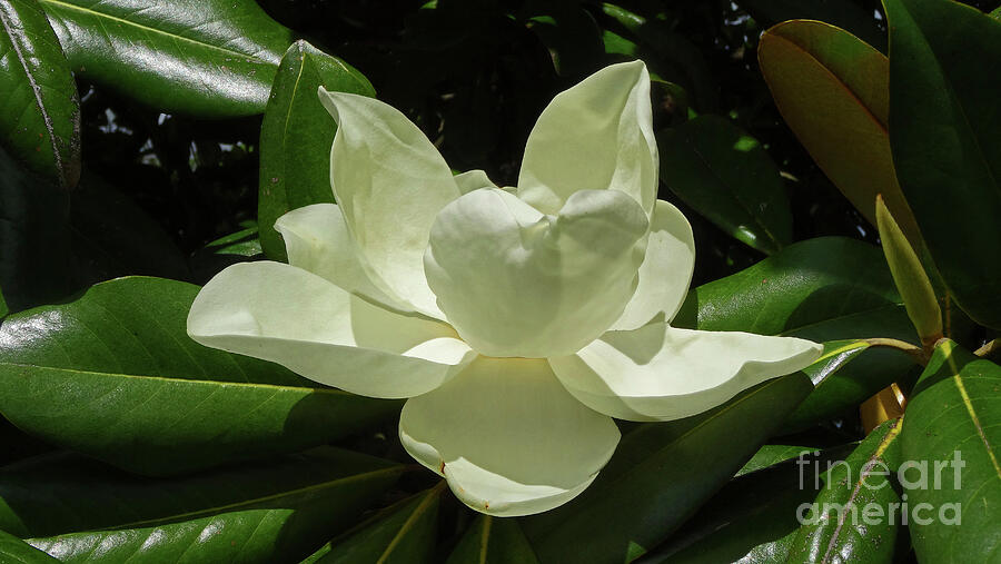 Magnolia Series 3 Photograph by Eunice Warfel