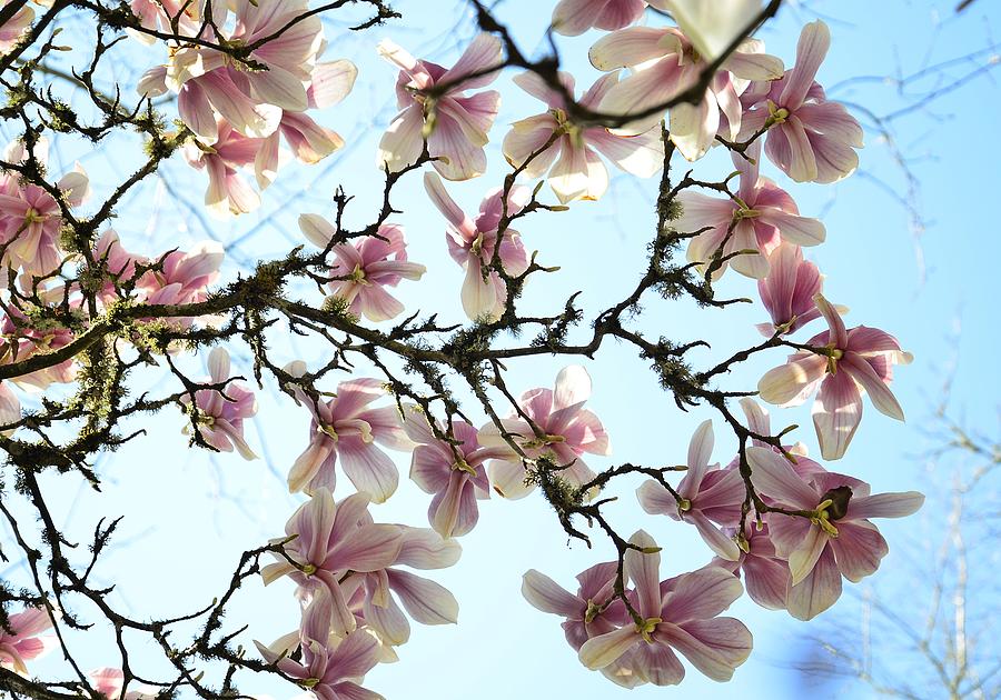 Magnolia Sky Photograph by Michael Ramsey