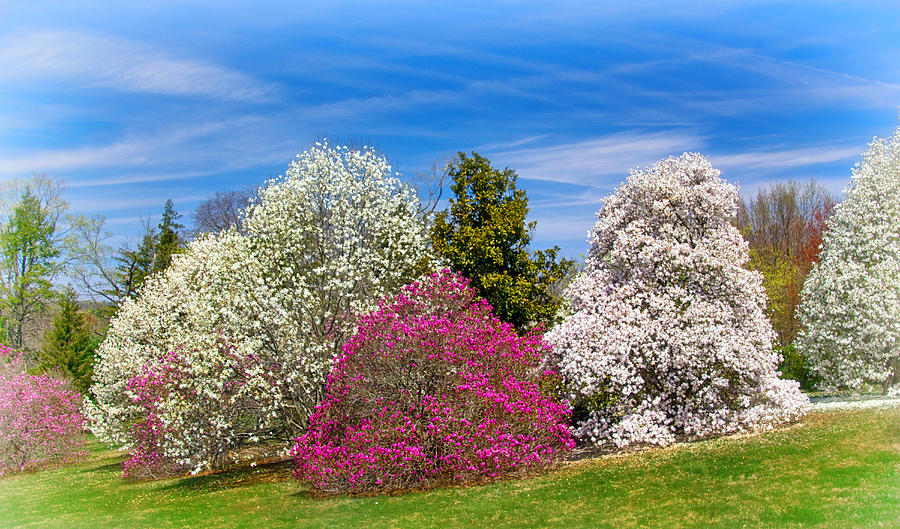 Magnolia Slope at Morris Arboretum Photograph by Carolyn Derstine