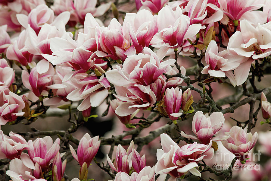 Pink Flowers Magnolia Spring Wall Art Photograph by Carol F Austin