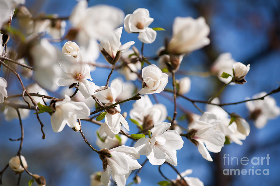 Magnolia spring flowers bunch Photograph by Arletta Cwalina