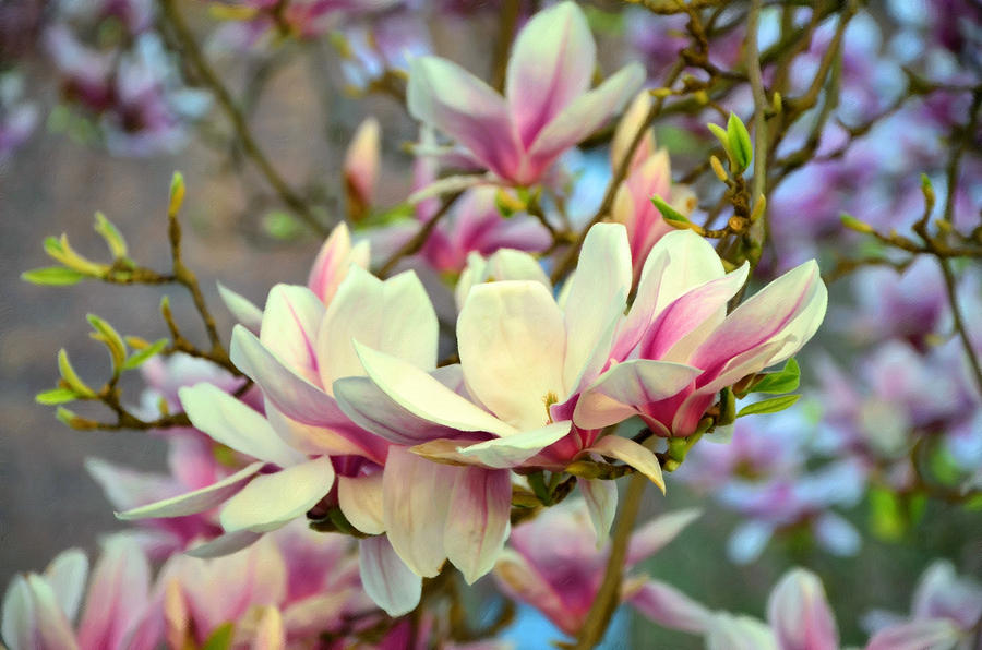 Magnolia Spring Photograph by Georgiana Romanovna